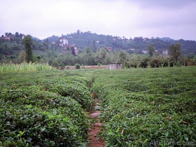 View of village from `OF district` in Trabzon city of Turkey. (The picture was taken by Artislamic.com in 2001.)