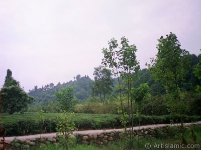 View of village from `OF district` in Trabzon city of Turkey. (The picture was taken by Artislamic.com in 2001.)