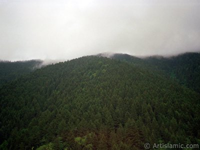 Trabzon Uzungl Yaylas`ndan bir manzara. (Resim 2001 ylnda islamiSanat.net tarafndan ekildi.)