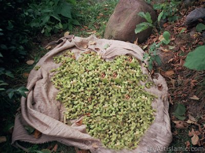 View of newly picked hazelnuts from the tree in a village of `OF district` in Trabzon city of Turkey. (The picture was taken by Artislamic.com in 2001.)