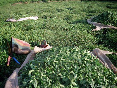 View of a field of tea and newly harvested tea leafs ready to be delivered to the tea factory in a village of `OF district` in Trabzon city of Turkey. (The picture was taken by Artislamic.com in 2001.)