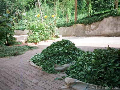 View of a garden and newly harvested tea leafs ready to be delivered to the tea factory in a village of `OF district` in Trabzon city of Turkey. (The picture was taken by Artislamic.com in 2001.)