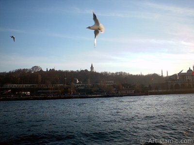 View of Sarayburnu coast, Topkapi Palace, Ayasofya Mosque (Hagia Sophia) and the sea gulls from the sea in Istanbul city of Turkey. (The picture was taken by Artislamic.com in 2004.)