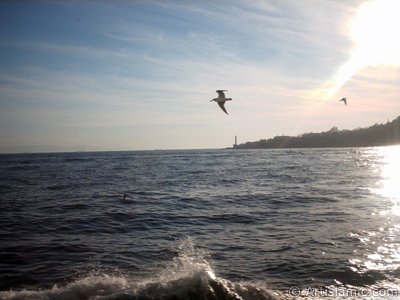 View of Sarayburnu coast, lighthouse and sea gulls from the Bosphorus in Istanbul city of Turkey. (The picture was taken by Artislamic.com in 2004.)