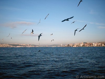 View of Bosphorus Bridge, Uskudar coast Kiz Kulesi (Maiden`s Tower) and sea gulls from the Bosphorus in Istanbul city of Turkey. (The picture was taken by Artislamic.com in 2004.)