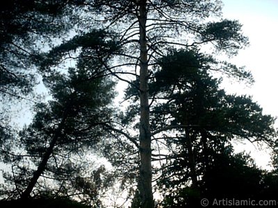 View of Termal-Gokcedere Village in Yalova city of Turkey. (The picture was taken by Artislamic.com in 2004.)