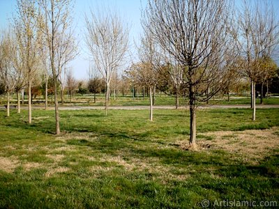 View of Botanical Park in Bursa city of Turkey. (The picture was taken by Artislamic.com in 2004.)