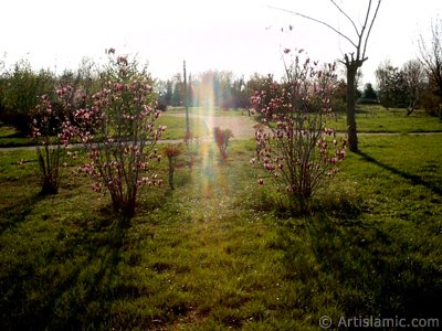 View of Botanical Park in Bursa city of Turkey. (The picture was taken by Artislamic.com in 2004.)