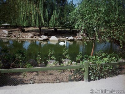 View of Bursa city`s zoo in Turkey. (The picture was taken by Artislamic.com in 2004.)