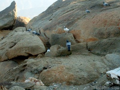 Rock doves seen nearby the Cave Savr while climbing to the Mount Savr in Mecca city of Saudi Arabia. The Prophet Muhammed (saaw) and his friend Abu Bakr (ra) had got shut of the Meccan enemies tracking them by hidding three days in the Cave Savr with the great help of Allah (swt). Once the unbelieving enemies had come to the entrance of the cave but they returned without entering it. When the sound of their retreating steps and voices had died away, the Prophet and Abu Bakr went to the mouth of the cave. There over the entrance a spider had woven its web. They looked through the web, and there in the hollow of a rock, even where a man might step as he entered the cave, a ROCK DOVE had made a nesting place and was sitting close as if she had eggs, with her mate perched on a ledge not for above. (Sources: Le Prophte de l`Islam, Muhammad Hamidullah; The Life Of Prophet, Abubakr Seracudden [Martin Lings], The Hijrah). (The picture was taken by Mr. Mustafa one of the visitors of Artislamic.com in 2003 Ramadan.)