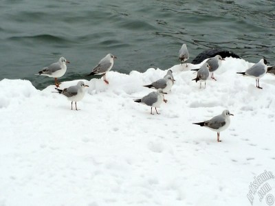 Special winter and snow photos taken on 19.Februrary.2015 morning in eight districts of Istanbul city of Turkey. The names of the districts are: Fatih, Zeyrek, Persembe Pazari, Eminonu, Karakoy, Cihangir, Findikli, Kabatas. (Detailed information about this photo will be added later.) (The picture was taken by Artislamic.com in 2015.)