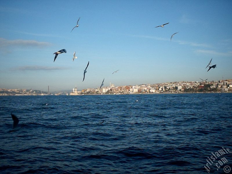 View of Bosphorus Bridge, Uskudar coast Kiz Kulesi (Maiden`s Tower) and sea gulls from the Bosphorus in Istanbul city of Turkey.

