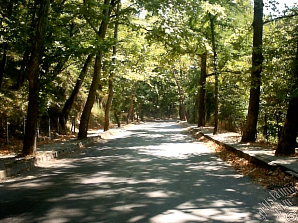 View of Termal-Gokcedere Village in Yalova city of Turkey.
