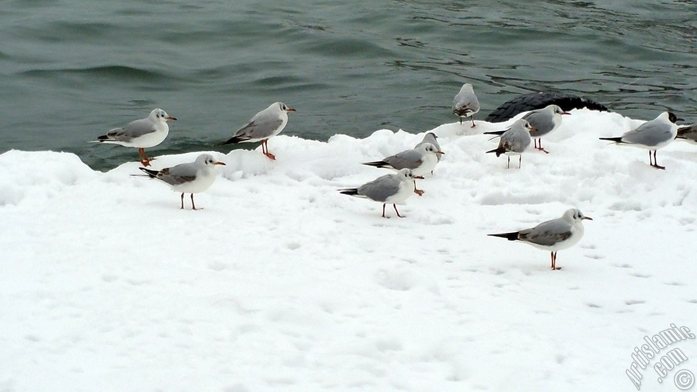 Special winter and snow photos taken in February 2015 in Fatih, Zeyrek, Persembe Pazari, Eminonu, Karakoy, Cihangir, Findikli, Kabatas districts of Istanbul city of Turkey.
