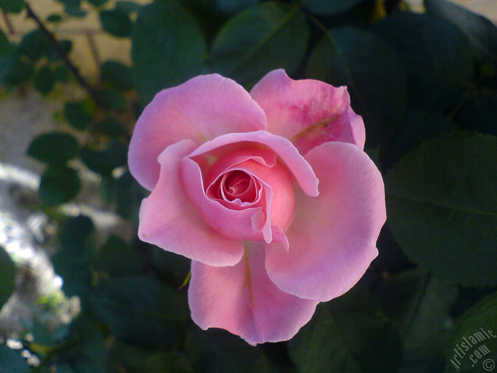 Pink rose photo.
