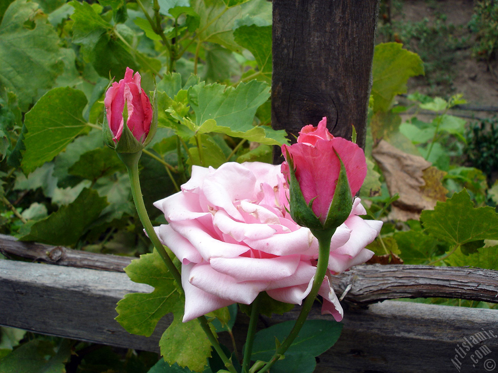 Pink rose photo.
