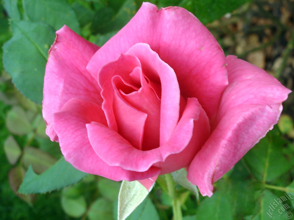 Pink rose photo.
