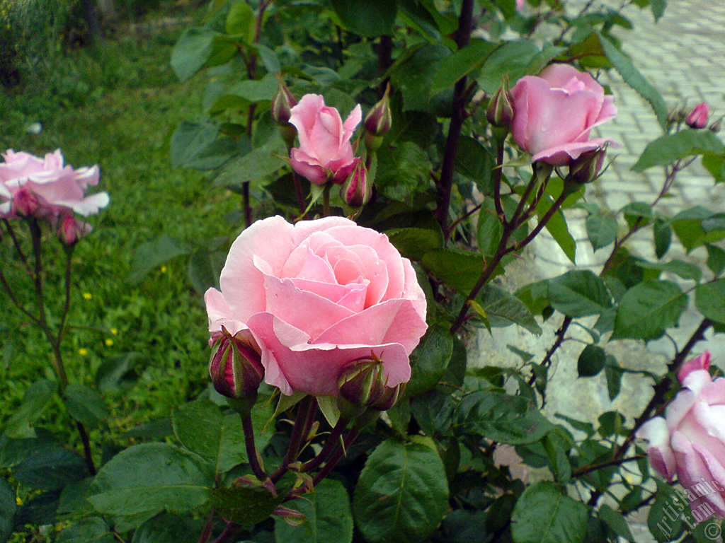 Pink rose photo.
