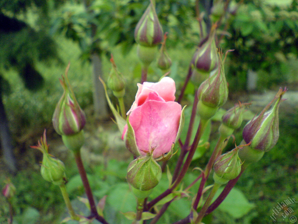 Yeni aan yediveren pembe gl ve tomurcuklarnn resmi.
