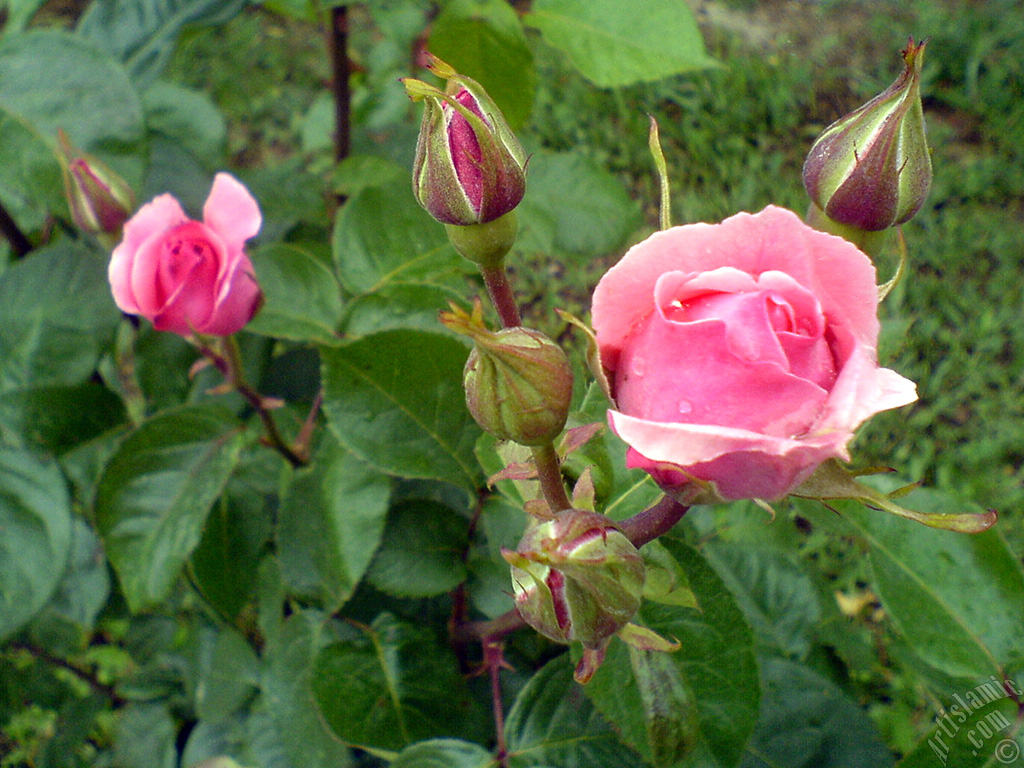 Pink rose photo.
