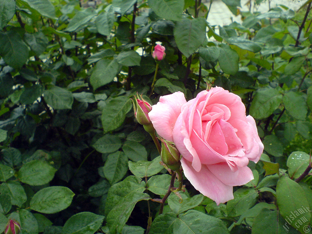 Pink rose photo.
