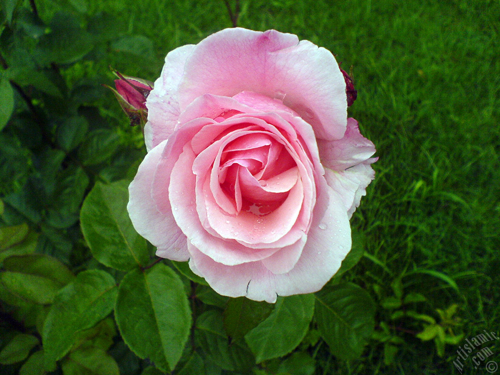 Pink rose photo.
