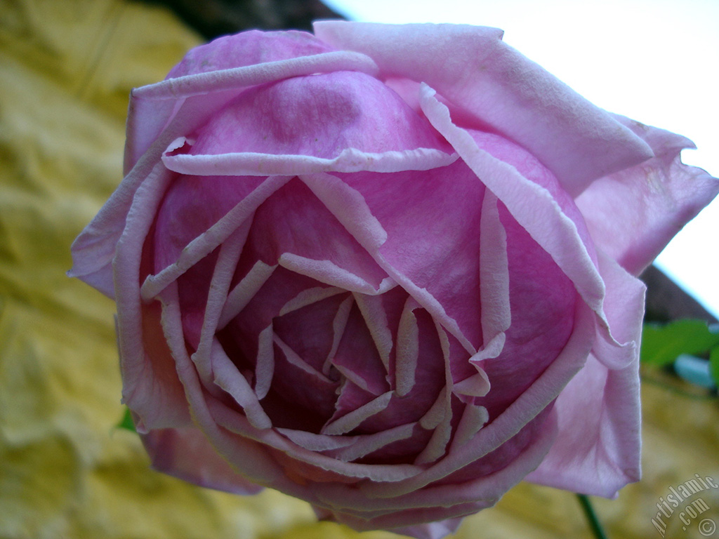 Pink rose photo.
