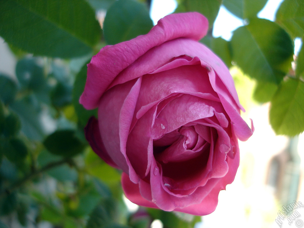 Pink rose photo.
