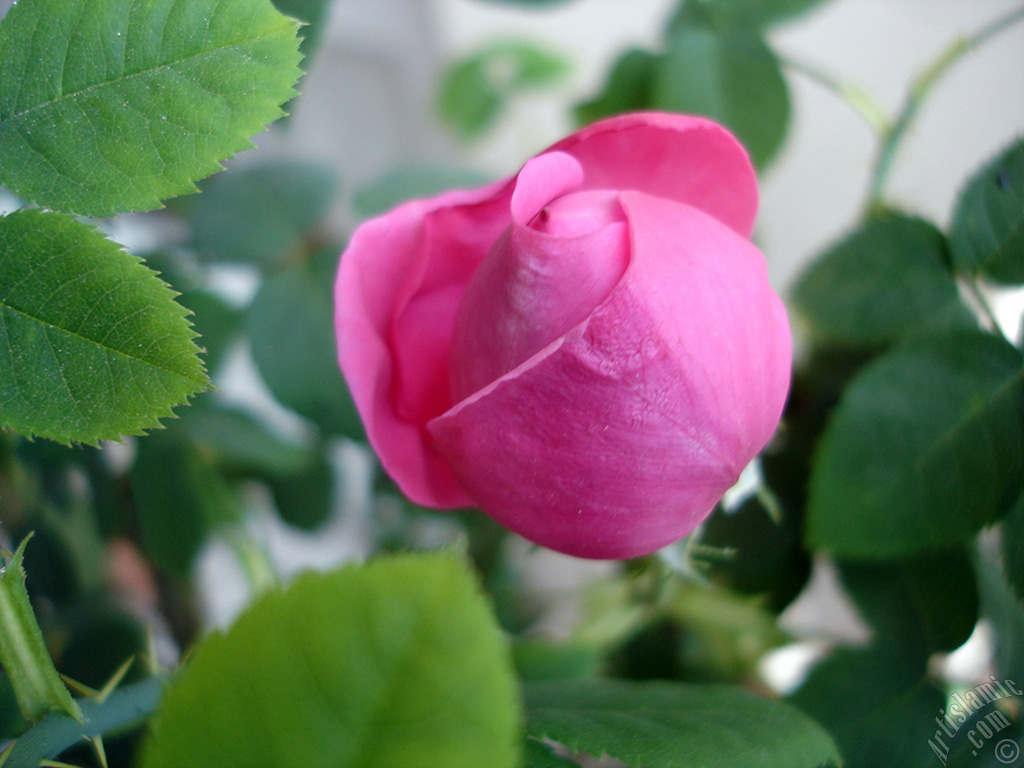 Pink rose photo.
