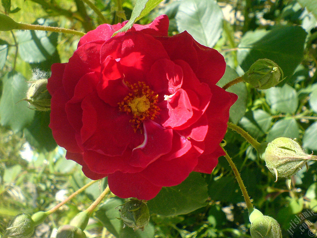 Red rose photo.
