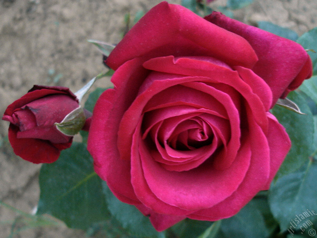 Red rose photo.
