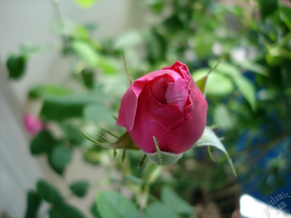 Red rose photo.
