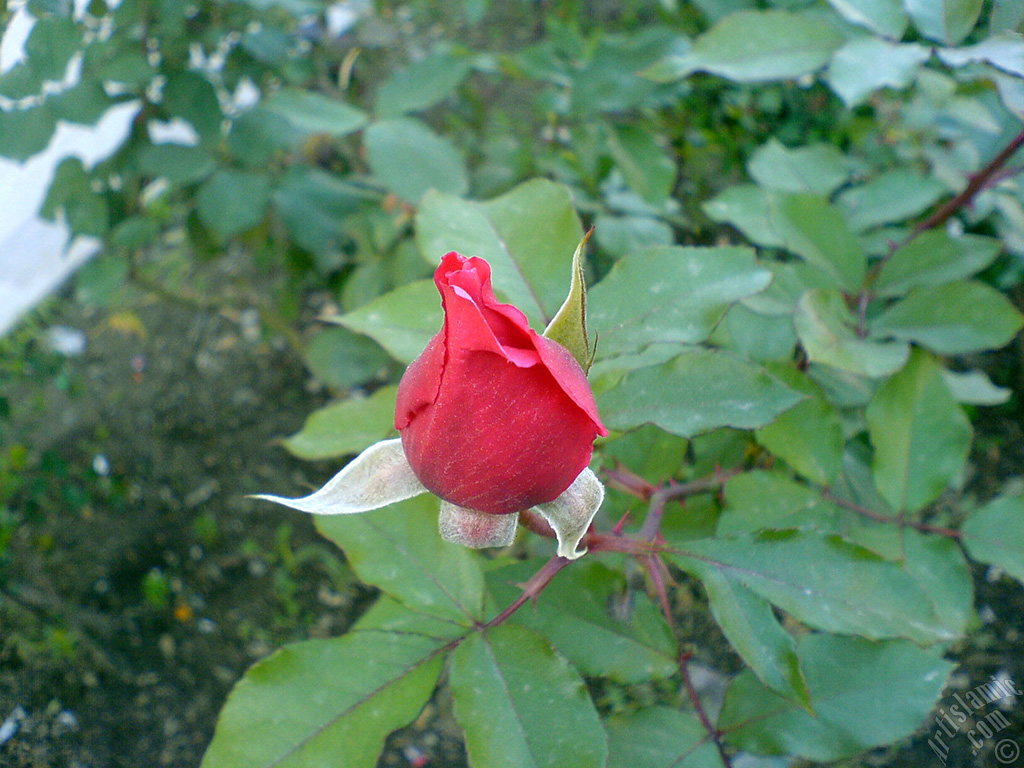 Red rose photo.
