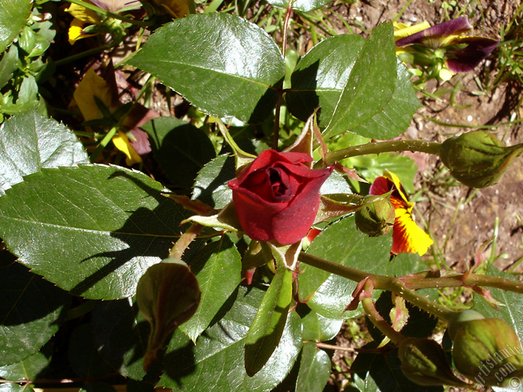 Red rose photo.
