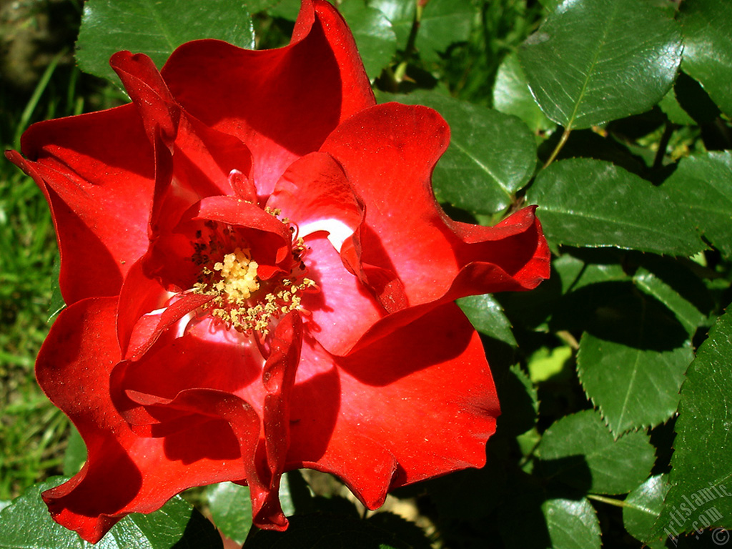 Red rose photo.
