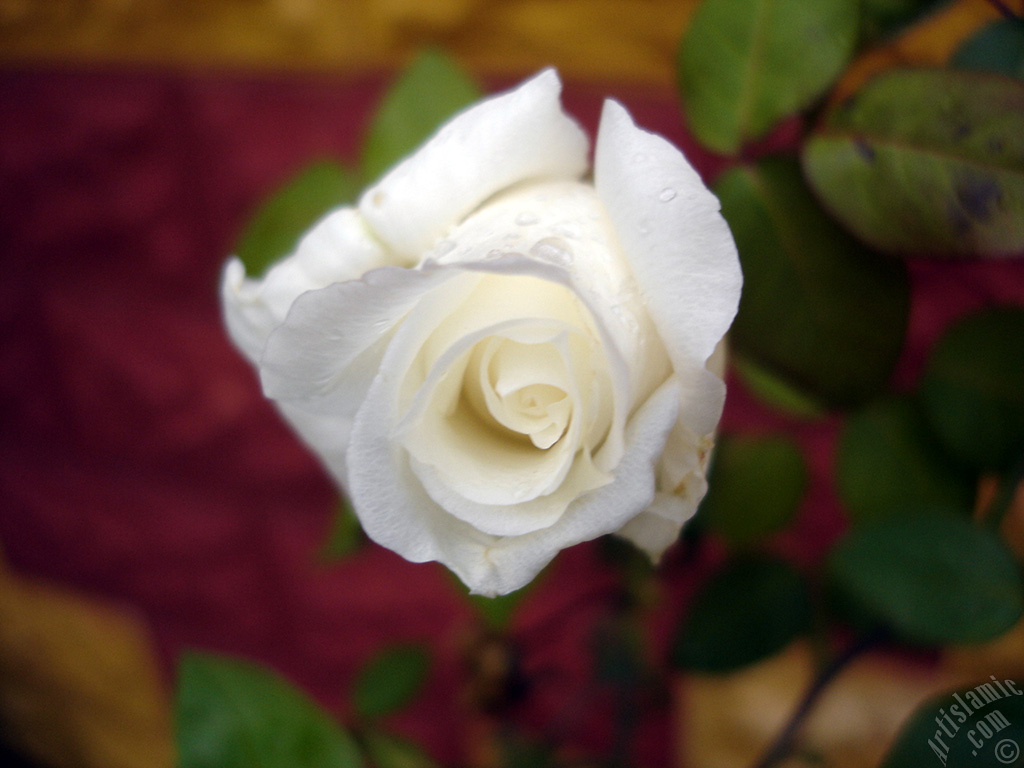 White rose photo.

