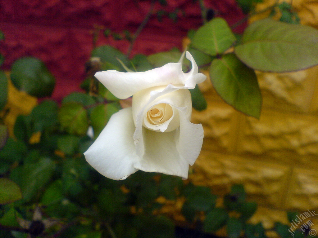 White rose photo.
