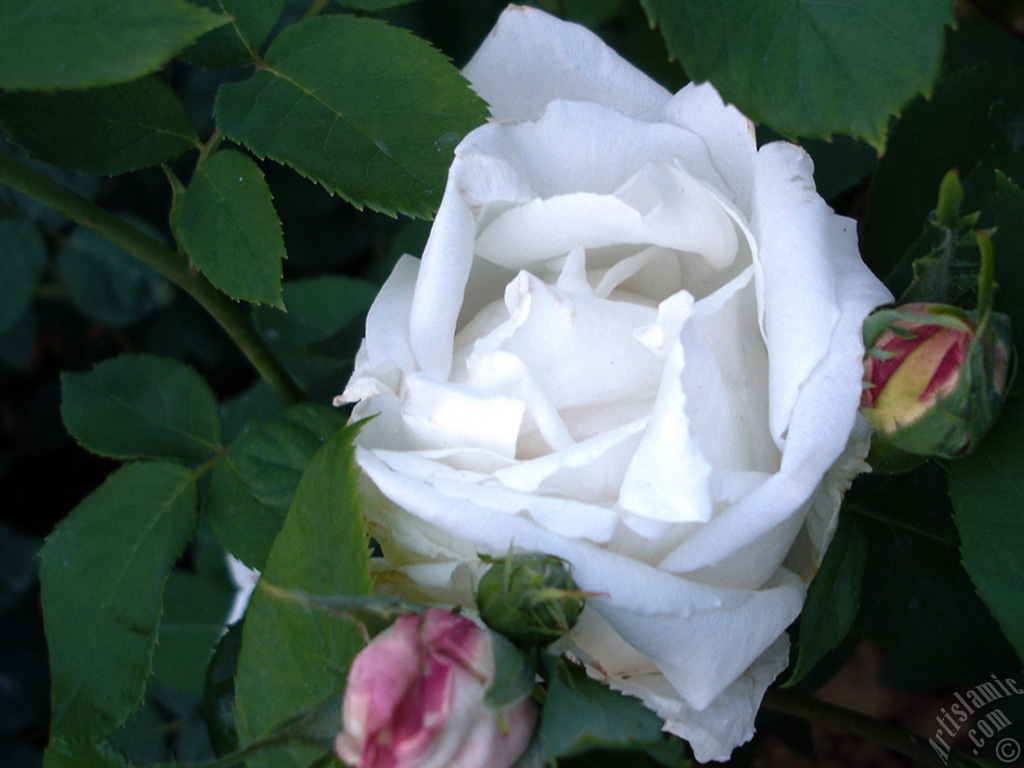 White rose photo.
