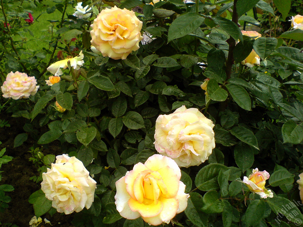 Yellow rose photo.
