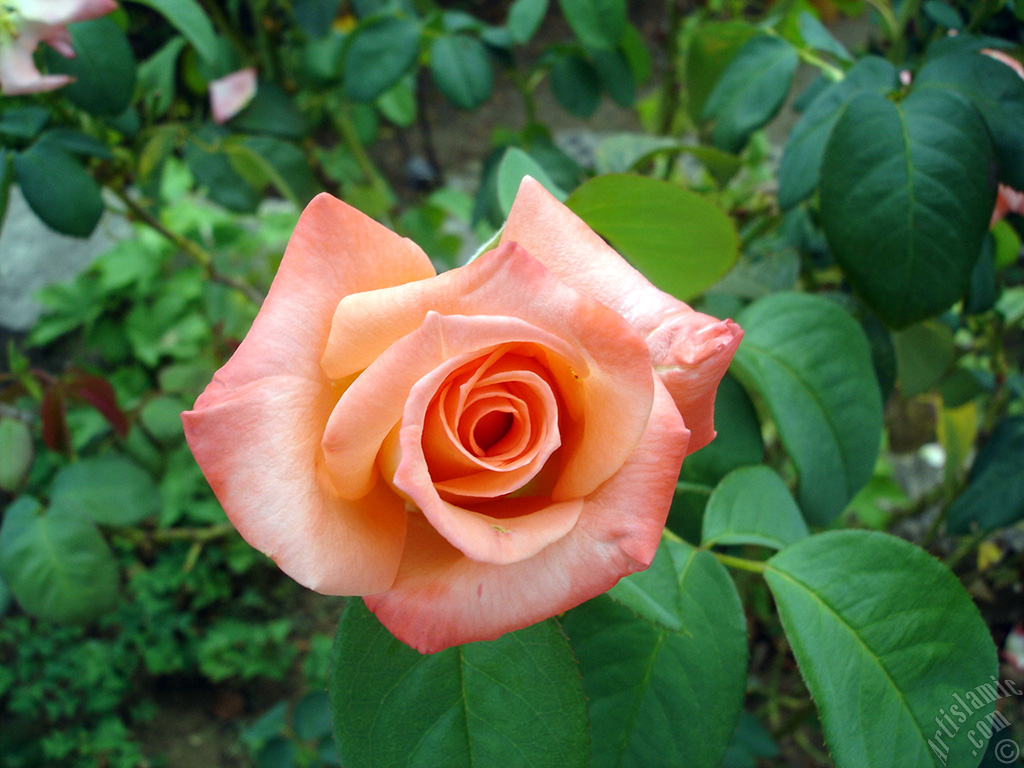 Salmon Color rose photo.
