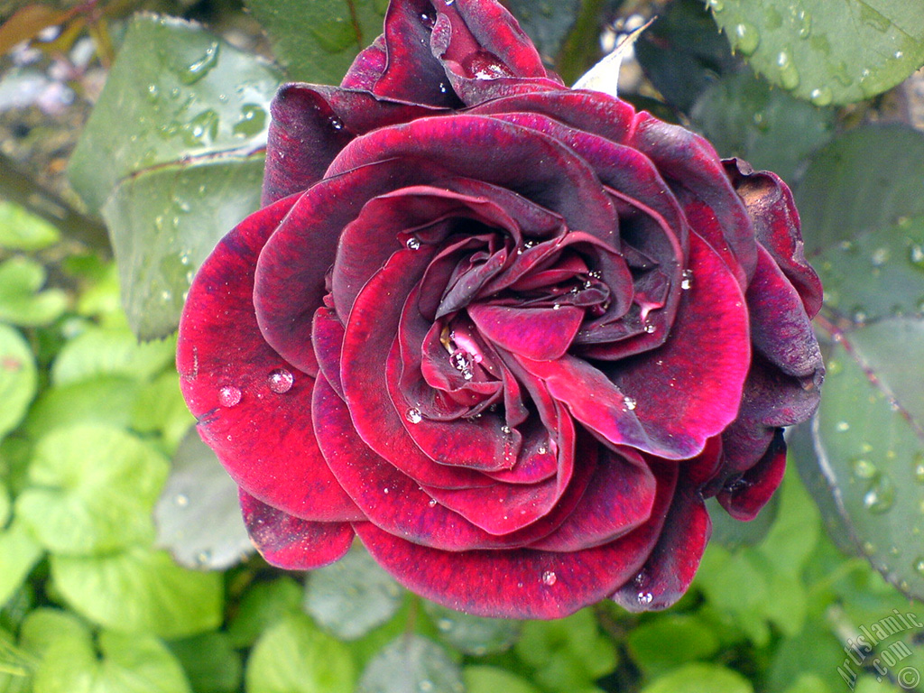 Burgundy Color rose photo.
