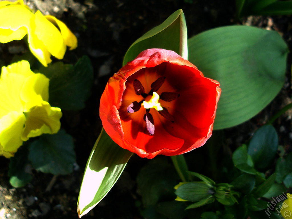 Red Turkish-Ottoman Tulip photo.
