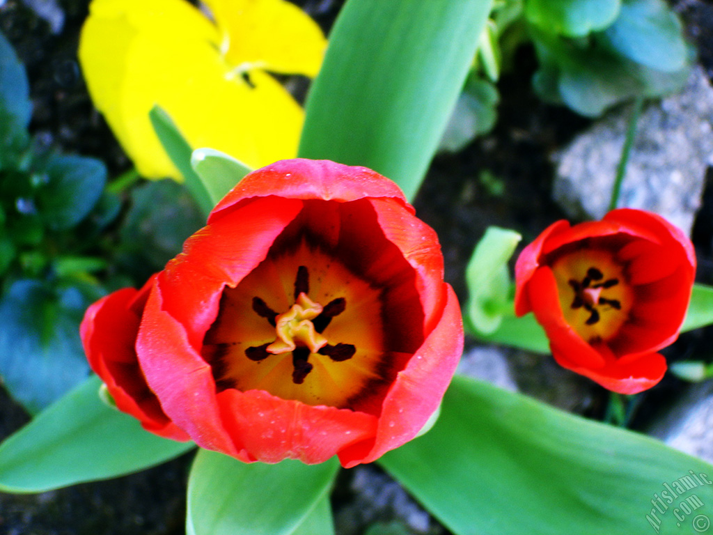 Red Turkish-Ottoman Tulip photo.
