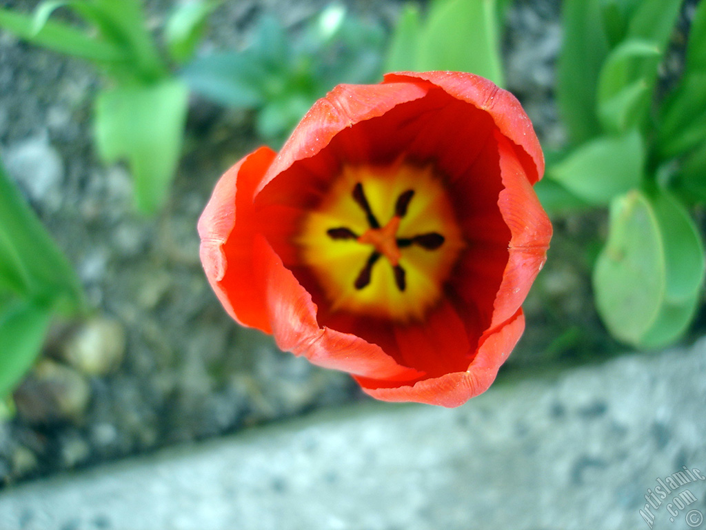 Red Turkish-Ottoman Tulip photo.
