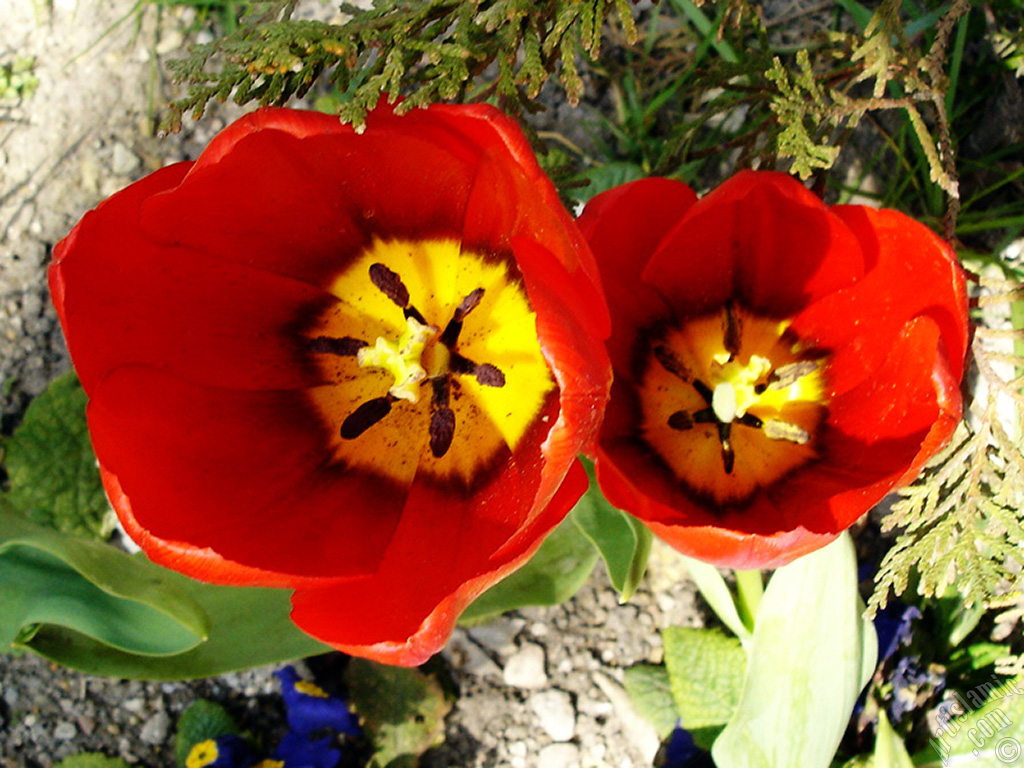 Red Turkish-Ottoman Tulip photo.
