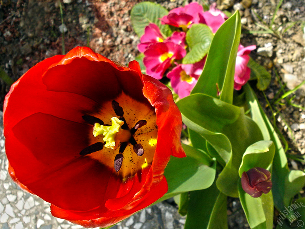 Red Turkish-Ottoman Tulip photo.
