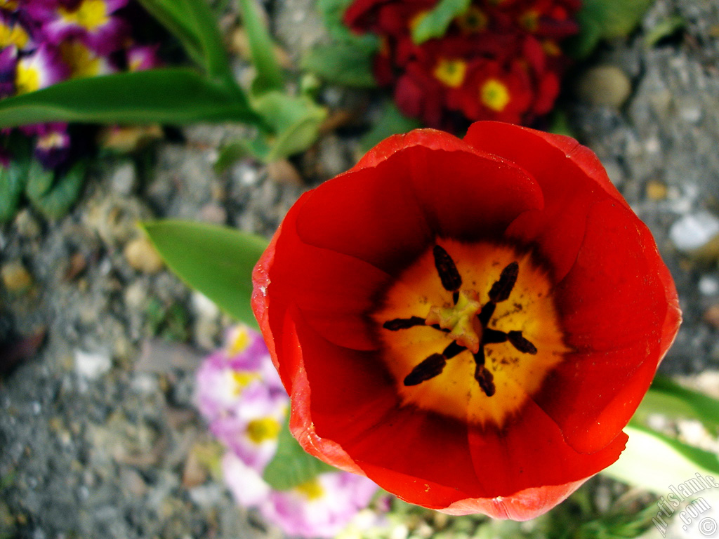 Red Turkish-Ottoman Tulip photo.
