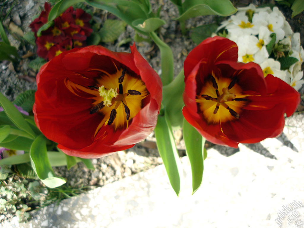 Red Turkish-Ottoman Tulip photo.
