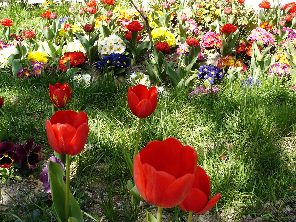 Red Turkish-Ottoman Tulip photo.
