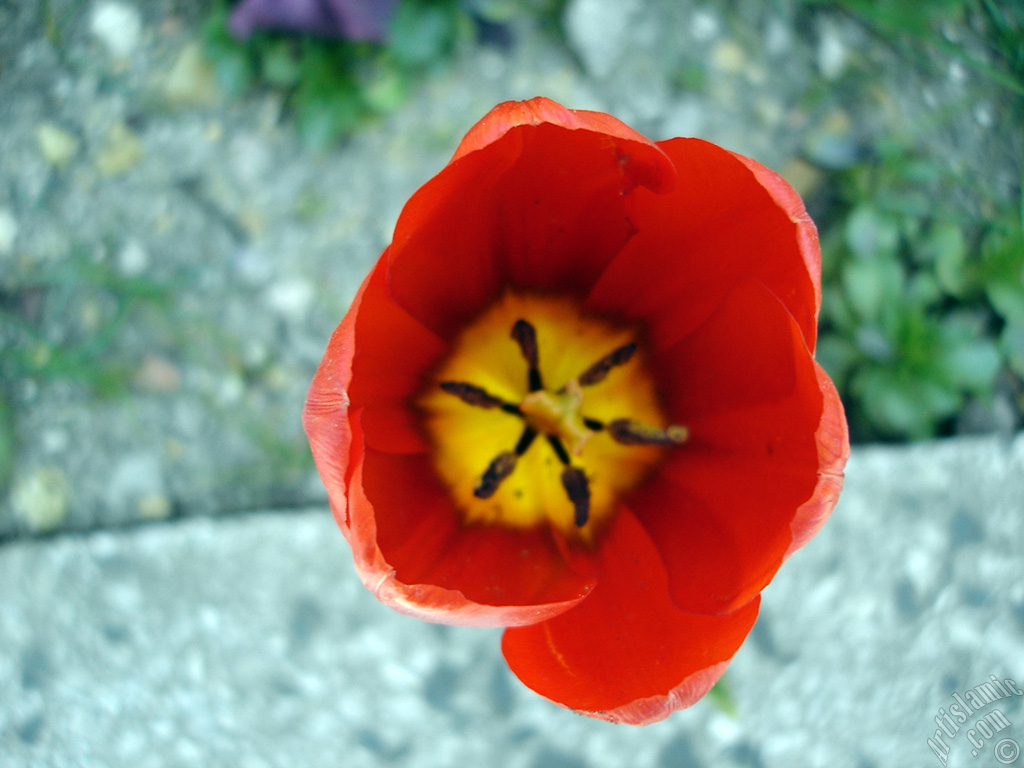 Red Turkish-Ottoman Tulip photo.
